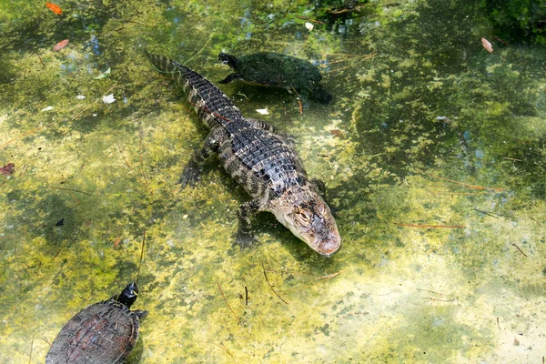 Крокодил Черепахами Болотах — стокове фото
