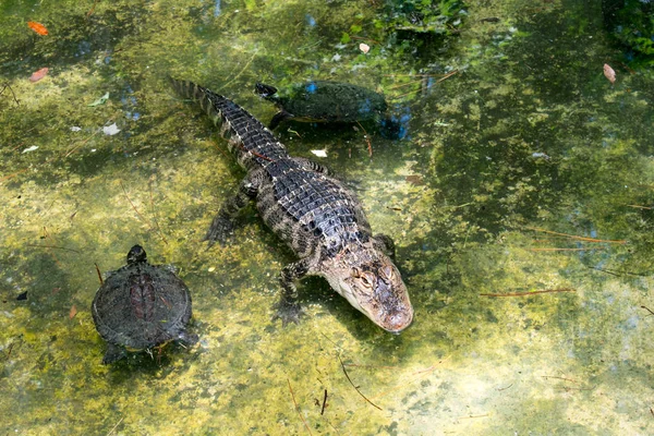 Krokodil Mit Schildkröten Sumpf — Stockfoto