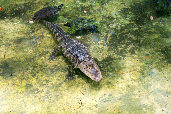 Krokodil Mit Schildkröten Sumpf — Stockfoto