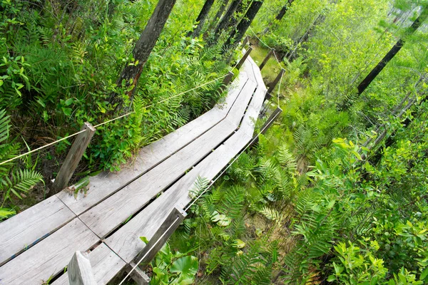Wooden Trail Green Forest — Stock Photo, Image