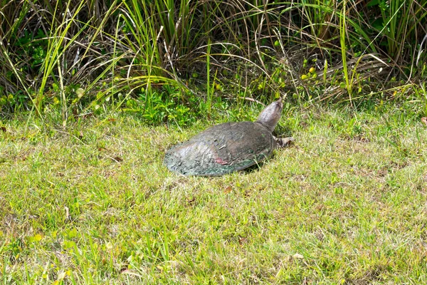 Tortue Sauvage Sur Herbe Verte — Photo