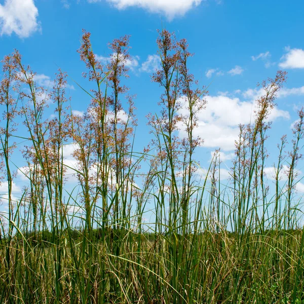 Campo Verde Com Plantas Verão — Fotografia de Stock