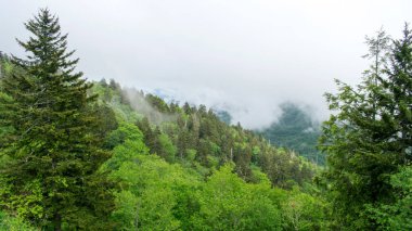 Yemyeşil ağaçlarla kaplı dağlar