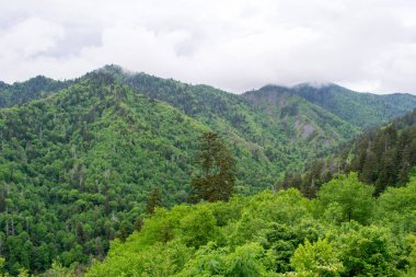 Yemyeşil ağaçlarla kaplı dağlar