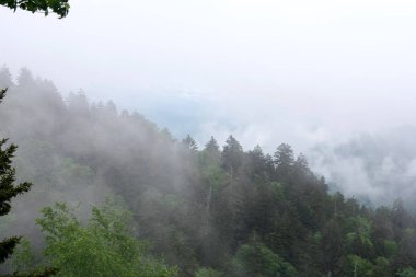 Yemyeşil ağaçlarla kaplı dağlar