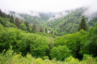 Yemyeşil ağaçlarla kaplı dağlar