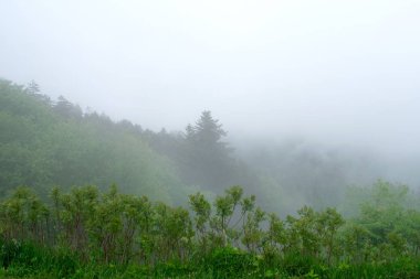 Yemyeşil ağaçlarla kaplı dağlar