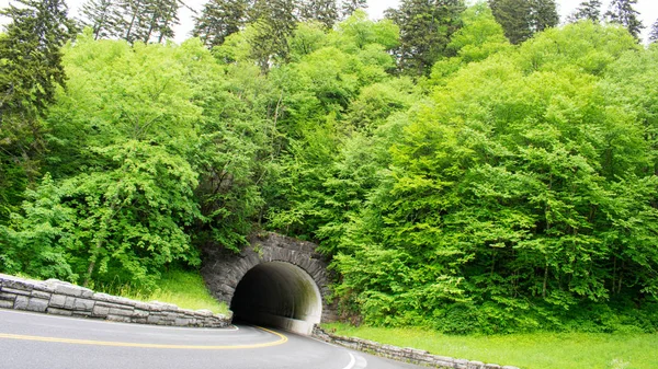 Tunnel Mit Üppig Grünen Bäumen Bedeckt — Stockfoto