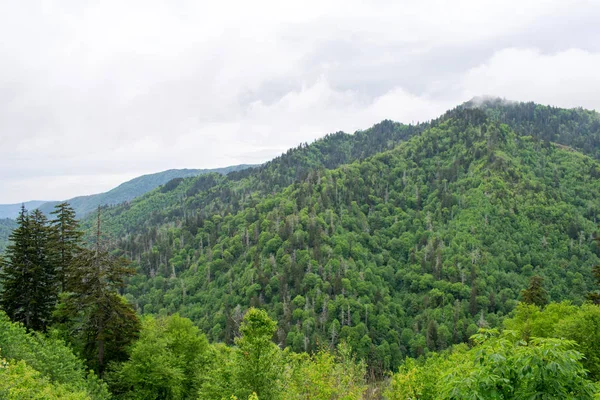 Montanhas Cobertas Com Exuberantes Árvores Verdes — Fotografia de Stock