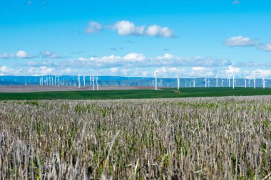 yel değirmenleri ile yeşil çim sahası