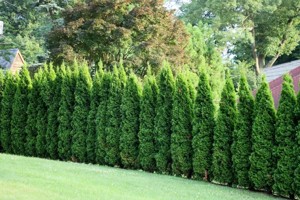 Hohe Üppige Bäume Grünen Garten — Stockfoto