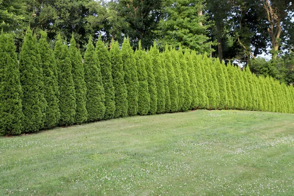 Hohe Üppige Bäume Grünen Garten — Stockfoto
