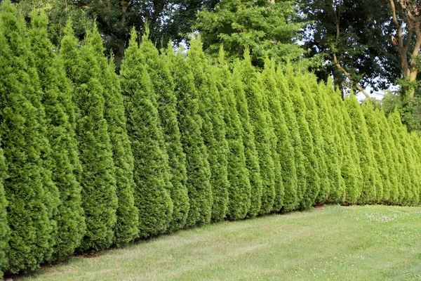 Tall lush trees in green garden