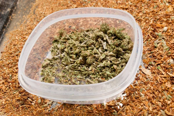 Close Weergave Van Gedroogde Marihuana Plastic Container Drugsverslaving Concept Medisch — Stockfoto