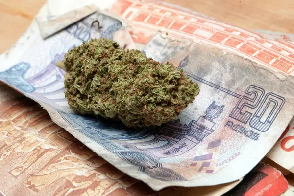 Marijuana Cannabis Buds Wooden Table Money Banknotes World — Stock Photo, Image