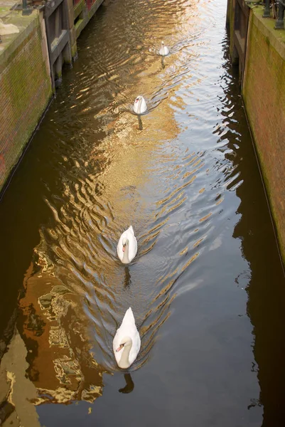 Groep Witte Zwanen Swingend Het Waterkanaal Stad — Stockfoto