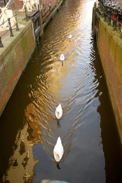 Groep Witte Zwanen Swingend Het Waterkanaal Stad — Stockfoto