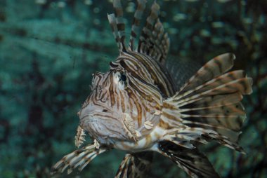 Güzel egzotik Balık Akvaryum