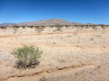 Kaktüsler ve bitkiler çölde