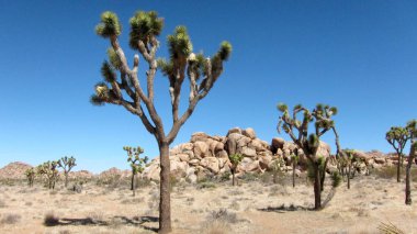 Dağ çöl peyzaj, kayalar ve çim