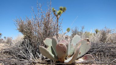 Dağ çöl peyzaj, kayalar ve çim