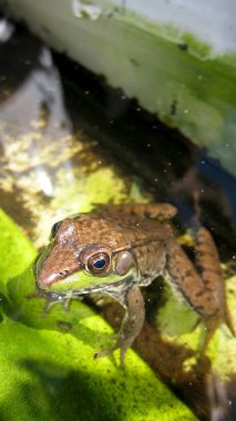 Göl merdivenlerinden kurbağa kırpılmış görünümü