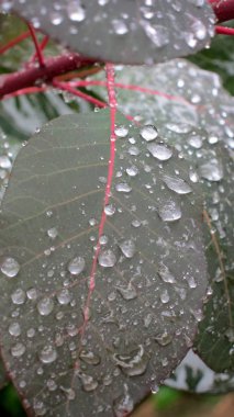Su yapraklarda sonra yağmur damlaları.
