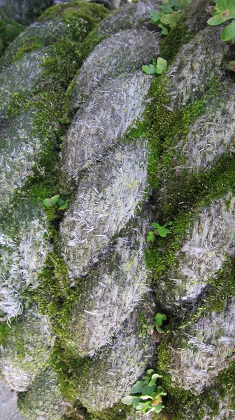 Muschio Sulle Rocce Primo Piano — Foto Stock