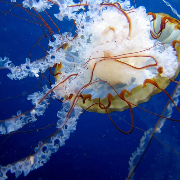 Medusas Nadando Mar Azul — Fotografia de Stock