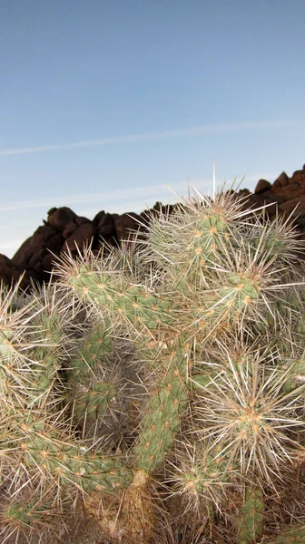 Близкий Обзор Колючих Кактусов Пустынном Месте — стоковое фото