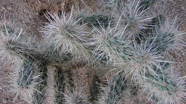 Zavřít Pohled Ostré Kaktusy Opuštěném Místě — Stock fotografie