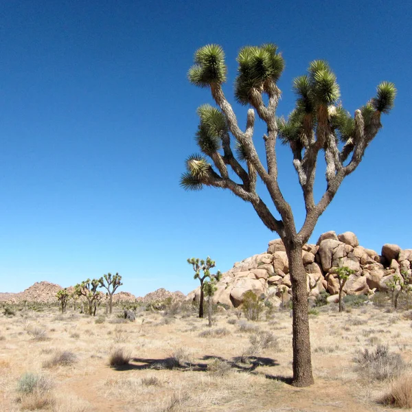 Wüstenlandschaft Felsen Und Gras — Stockfoto