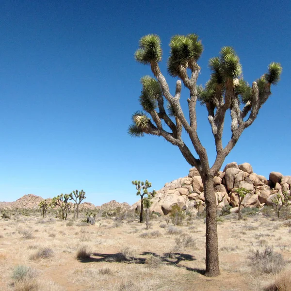 Ορεινό Τοπίο Της Ερήμου Βράχια Και Γρασίδι — Φωτογραφία Αρχείου