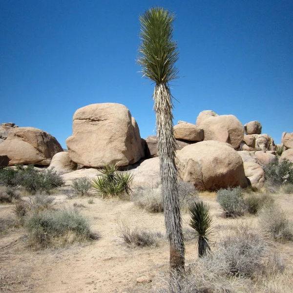 Wüstenlandschaft Felsen Und Gras — Stockfoto