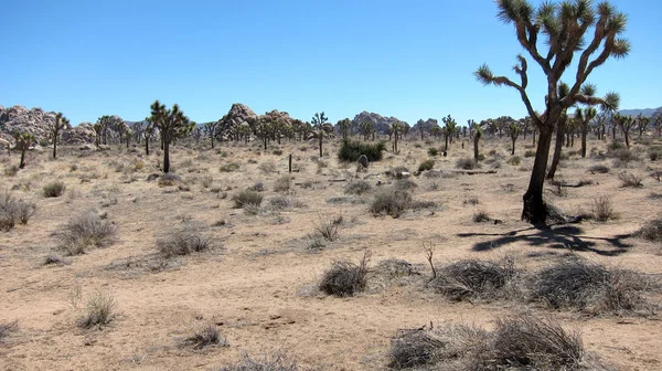 山の砂漠の風景 岩と草 — ストック写真