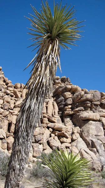 Wüstenlandschaft Felsen Und Gras — Stockfoto