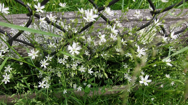 Grüne Wiese Mit Weißen Blüten — Stockfoto