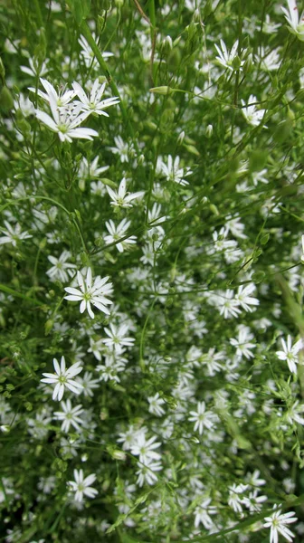 Πράσινο Φόντο Λευκά Λουλούδια — Φωτογραφία Αρχείου