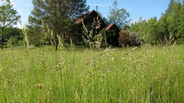 Erba Fresca Verde Nel Campo Estivo Con Casa Sullo Sfondo — Foto Stock