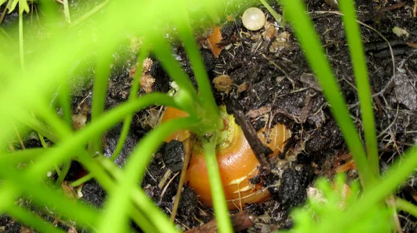 Vista Ritagliata Carota Biologica Che Cresce Giardino — Foto Stock