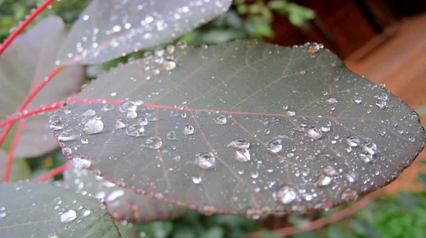 Gotas Agua Las Hojas Después Lluvia —  Fotos de Stock