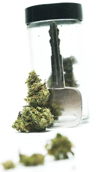 Marijuana Cannabis Drugs Studio Still Life — Stock Photo, Image