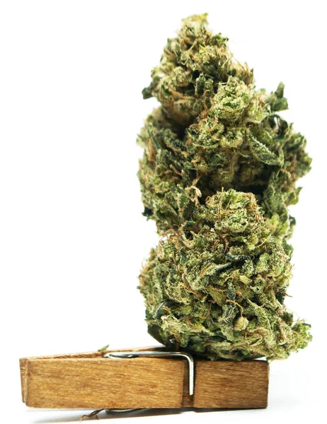 Marijuana Cannabis Droger Studio Stilleben — Stockfoto