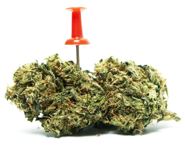 Marijuana Cannabis Drugs Studio Still Life — Stock Photo, Image