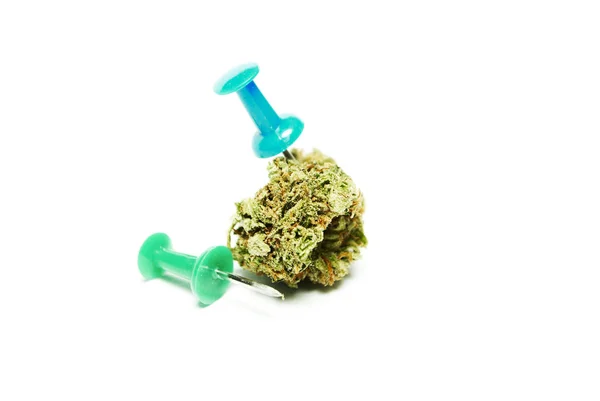 Marijuana Estúdio Drogas Cannabis Ainda Vida — Fotografia de Stock