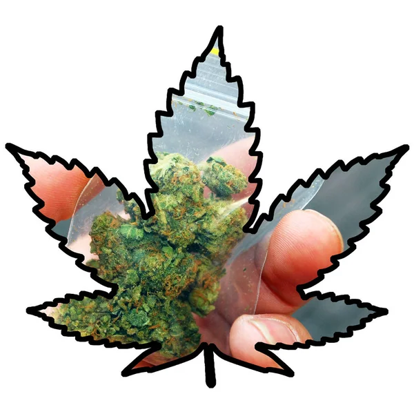 Cannabis Paket Humna Hand Med Siluett Vit Bakgrund — Stockfoto