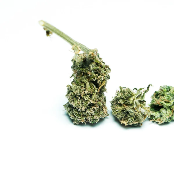 Marihuana Seca Concepto Drogadicción Concepto Marihuana Medicinal — Foto de Stock