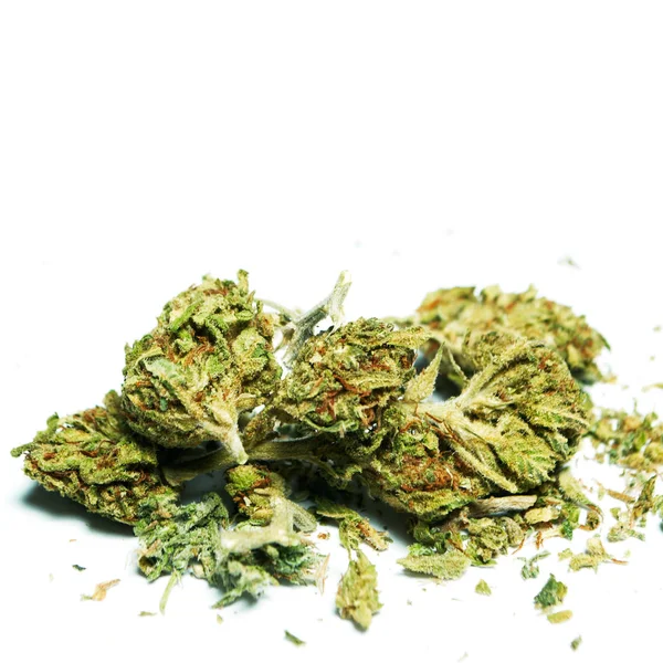 Suszone Marihuany Koncepcja Uzależnienia Narkotyków Koncepcja Medyczna Marihuana — Zdjęcie stockowe