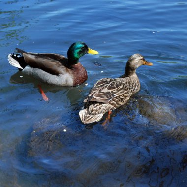 Güneşli günde gölde iki ördek