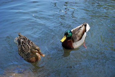 Güneşli günde gölde iki ördek